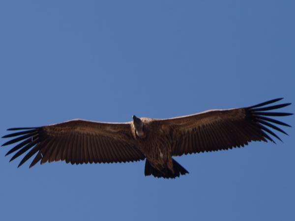 Witruggier (Gyps africanus)